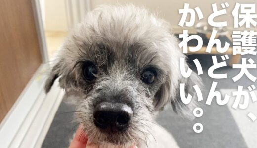 保護犬チェロ、今朝ヒーローになる！｜Day106