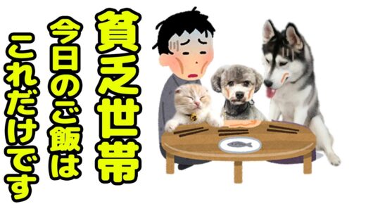 犬と猫の田舎の貧乏世帯が貧乏性で悩んでます…