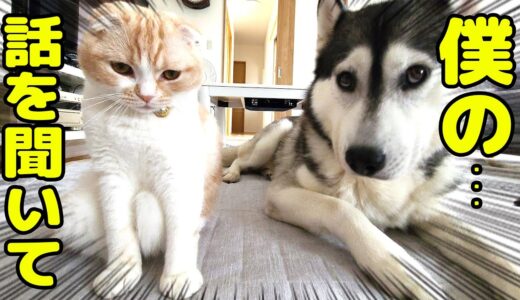 犬と猫の田舎の貧乏世帯が30年前の話をします...