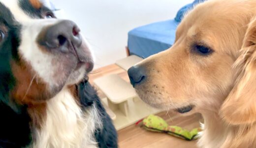 飼い主を亡くした老犬バーニーズとビスケが打ち解けた瞬間