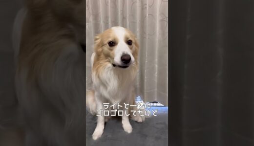 ママをデート誘ったパパを、睨む犬の顔が怖すぎた🤣【ボーダーコリー】