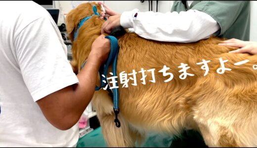 病院で注射を打たれた大型犬の反応が意外すぎて先生が驚きました。ゴールデンレトリバーベンツ。