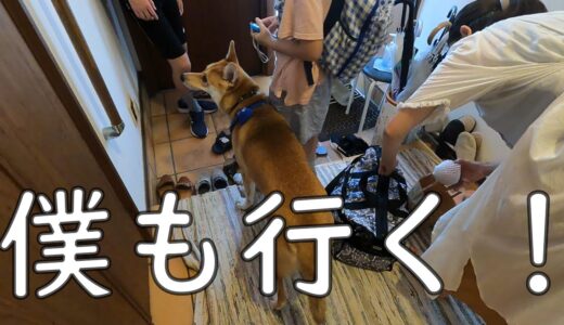 おいて行かれると思った保護犬ワンジロー。くぅんと切なく鳴く。