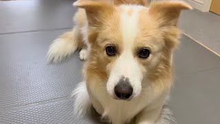 言葉の理解能力が凄すぎる犬がコチラ…【ボーダーコリー】