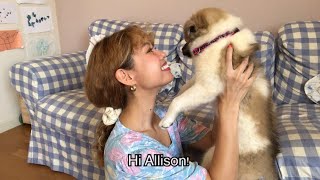 Hi Allison! - 保護犬が家族になってくれました