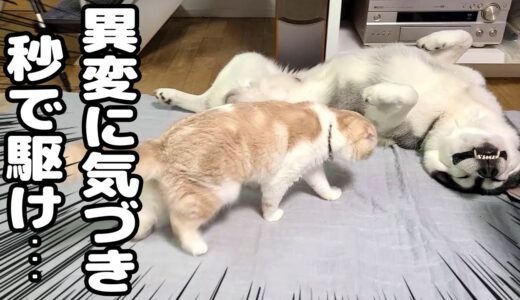 険しい顔でピクピクするハスキー犬を見た猫の行動に驚きました…