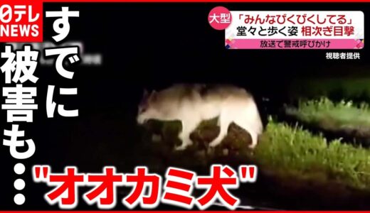 【目撃相次ぐ】ヤギやニワトリが襲われ…「オオカミ犬」か 長野・富士見町