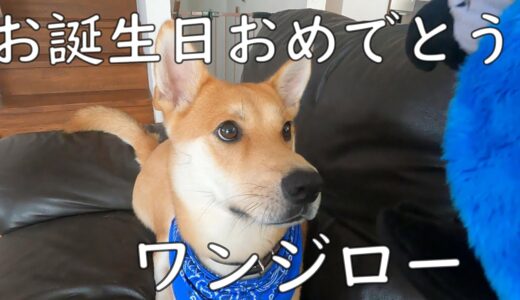 保護犬ワンジロー、うちに来て2年、幸せになる。