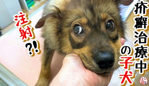 【子犬　保護犬　子猫】群れからはぐれた子犬　病院に行きました