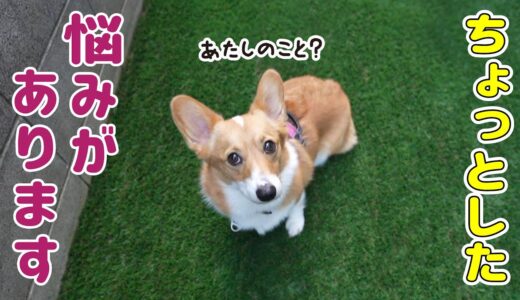 お転婆犬について悩みがあります...！