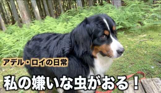 山歩きに行くと・・アデちゃんがw