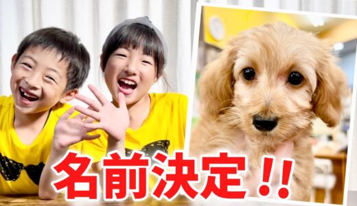 【赤ちゃん犬】新しい家族の名前決定！どんな名前になったの？大公開！【新しいペット】