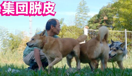 保護犬４頭まとめてブラッシングしてみたら１頭づつする方がスムーズに出来る事に気付く動画