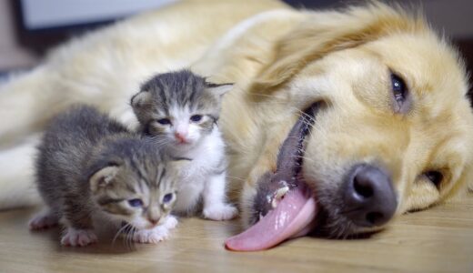 母性本能が強い犬はこういう犬です・子猫を完全に自分の子供だと思っているゴールデンレトリバー犬