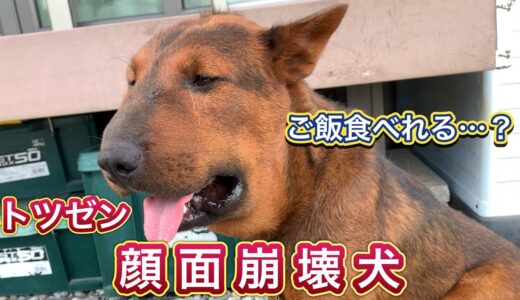 【顔面崩壊犬】顔が腫れ上がった猟犬見習いリキの食事風景