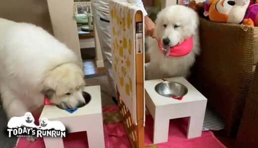 暑い日が続くので犬用アイスをもらったルンルンとアランです　Great Pyrenees　グレートピレニーズ