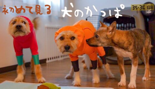 牧場に捨てられてた犬との生活35日目 初めてカッパを見たチャーリー