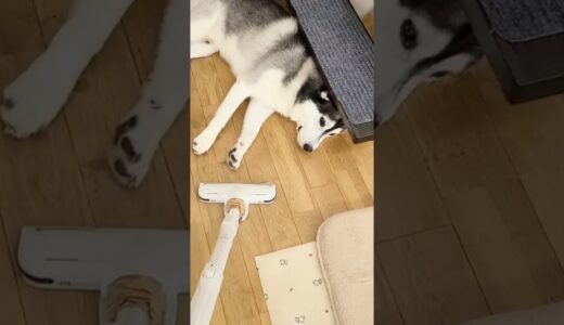 うちの犬と猫は絶対どかない…笑#shorts