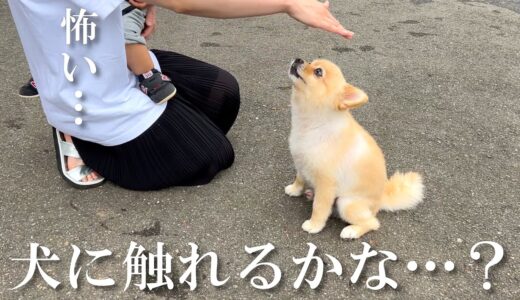 犬が苦手な姉に愛犬と触れ合ってもらいました…笑