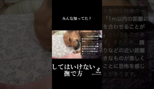 犬に「こんな撫で方」だけはしないで。 #shorts