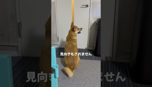 飼い主よりも同居犬ラブな愛犬の行動が切なすぎる（色んな意味で）