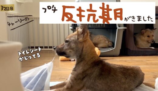 牧場に捨てられてた犬との生活32日目 プチ反抗期が来ました