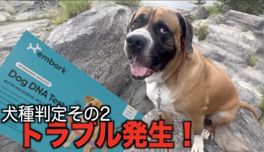 海外の犬種判定はおすすめできない・・