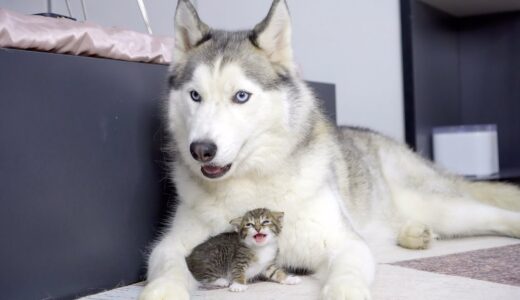 初めてハスキー犬に世話されて泣いちゃった赤ちゃん猫