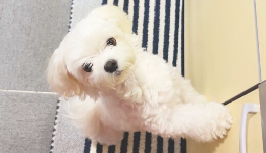 犬用手作りおやつにパパがチャレンジしたらとんでもない出来でした【マルチーズ】