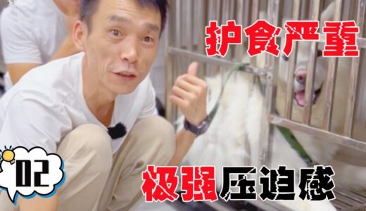 压迫感超强，护食严重，大型犬的训练困难重重【犬道APP】