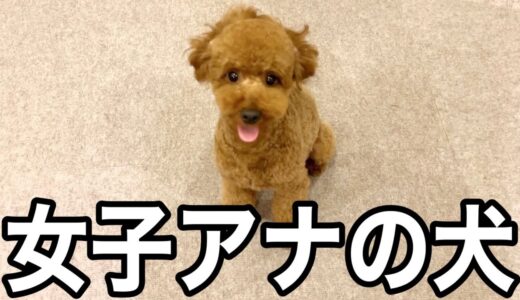 【レンタル】1日だけ女子アナの犬借りてきた。