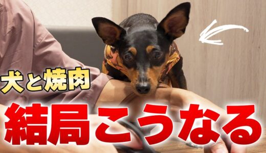 お利口な犬による焼肉店での正しい過ごし方