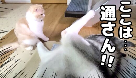 イタズラばかりする子猫にハスキー犬が通せんぼしたらこうなった…笑