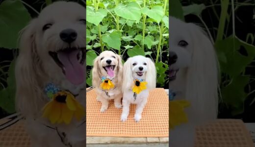 【犬の夏休み】扇風機のスイッチをONしておしゃべりするルークです🌻 #shorts #ペット #犬 #犬のいる暮らし #お散歩 #short #おしゃべりペット