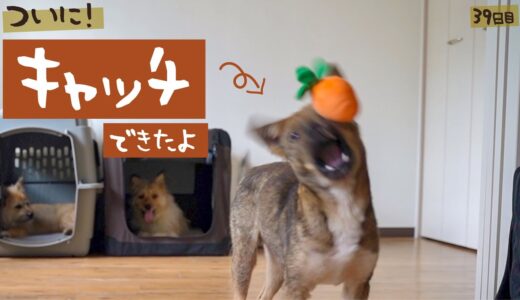 牧場に捨てられてた犬との生活39日目ついにキャッチを覚えた！