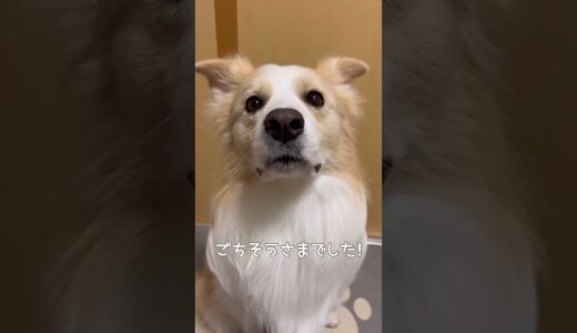 犬がご飯を食べる咀嚼音が好きな人集まれ～！【ボーダーコリー】