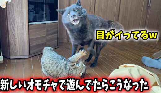 【猫vs甲斐犬】なんでいつもそうなるかね・・・