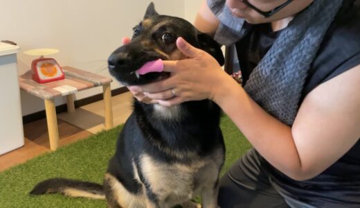 大型犬を歯磨きした時の最上級の抵抗がこちらｗ【ジャーマンシェパード】