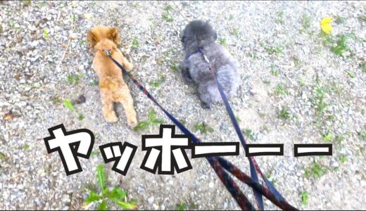 ドッグランだと思ったら墓だった時の犬【パパの盆休み】