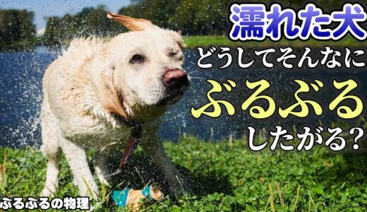 なぜ濡れた犬はそんなに「ぶるぶる」したいのか【物理エンジン】