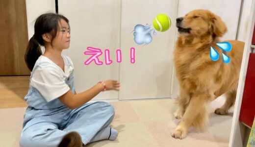 ワンコなのに運動神経の無さが判明した大型犬クッキー【ゴールデンレトリバーとミニチュアダックスフンド】