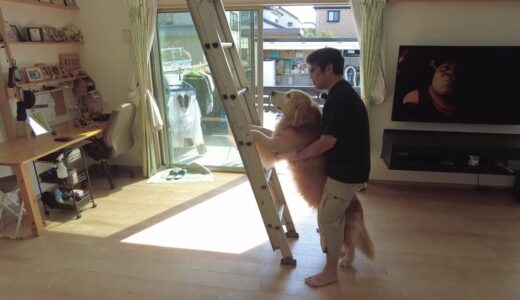 【掃除】何でも一緒にやりたい。気持ちは前向きなんです。大型犬ゴールデンレトリバー　Ｇolden Retriever