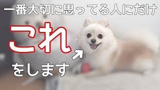 飼い主の事を大切に思っている犬だけがする仕草【犬の仕草】