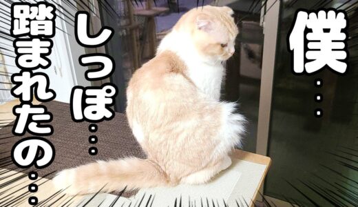 うっかり猫のしっぽを踏んだら怒って手がつけられんから犬に任せたら…笑