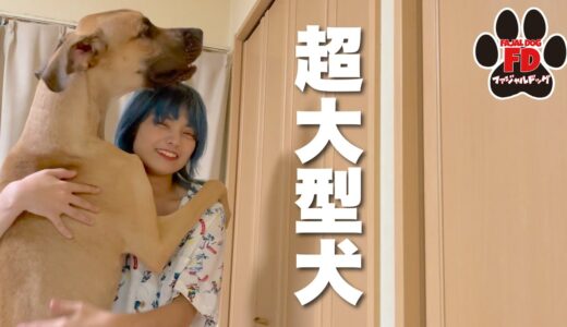 超大型犬のイメージを覆します！グレートデン子犬