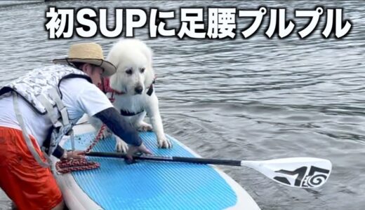 犬も足元おぼつかないと震えるんだねぇw