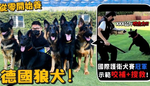 【從零開始養】德國狼犬!(有德爺)護衛犬示範咬捕壞人+搜救!咬合力???公斤!可以咬斷手臂?台灣常見警用犬?為何被稱作狼狗?【許伯簡芝】German Shepherd!