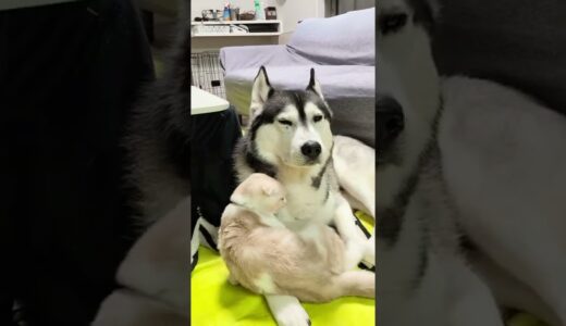 ハスキー犬を自分の親だと思ってる子猫がこちら...#shorts