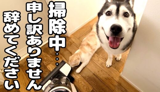 お昼寝中に掃除機をかけたら子猫と犬が一緒に文句言いに来た…