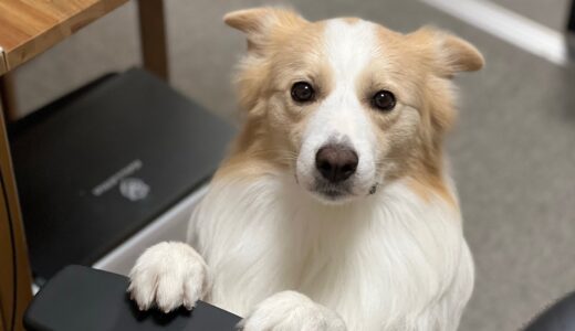 飼い主を心配する犬の姿に涙が止まらない...【ボーダーコリー】